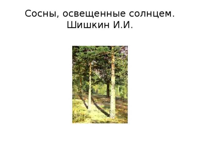 Рисуем сосну. как рисовать деревья? рисуем дуб, сосну и плакучую иву поэтапно рисуем сосну поэтапно