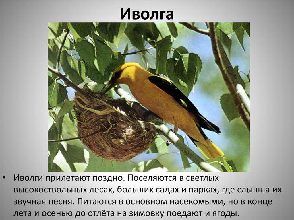 Легенды о цветах. о возникновении цветов на нашей планете сложено много легенд. вот что рассказывает одна из них. в стародавние времена во мраке и стуже. - презентация
