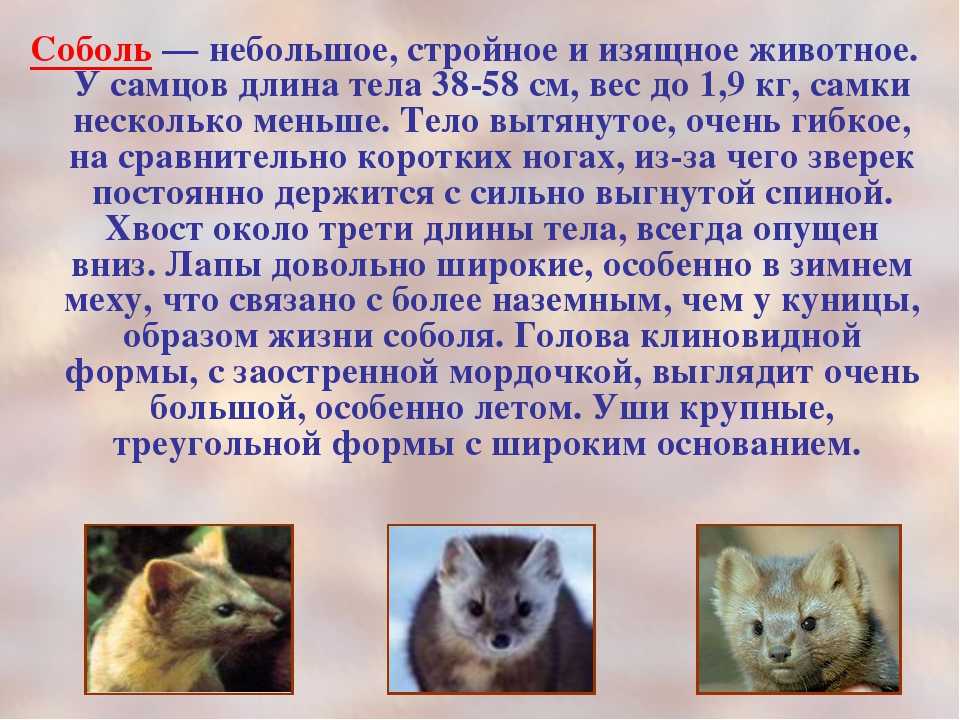 Животное баргузинский соболь — ценный пушной зверь, обитающий в таёжных лесах