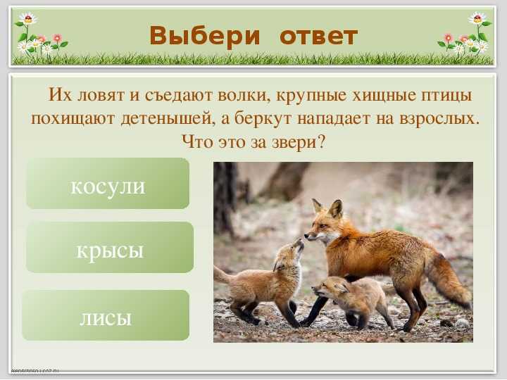 Викторина «в мире животных»: вопросы о животных, угадай животное, викторина о домашних животных, живой уголок, угадай кто — интересные вопросы для всей семьи