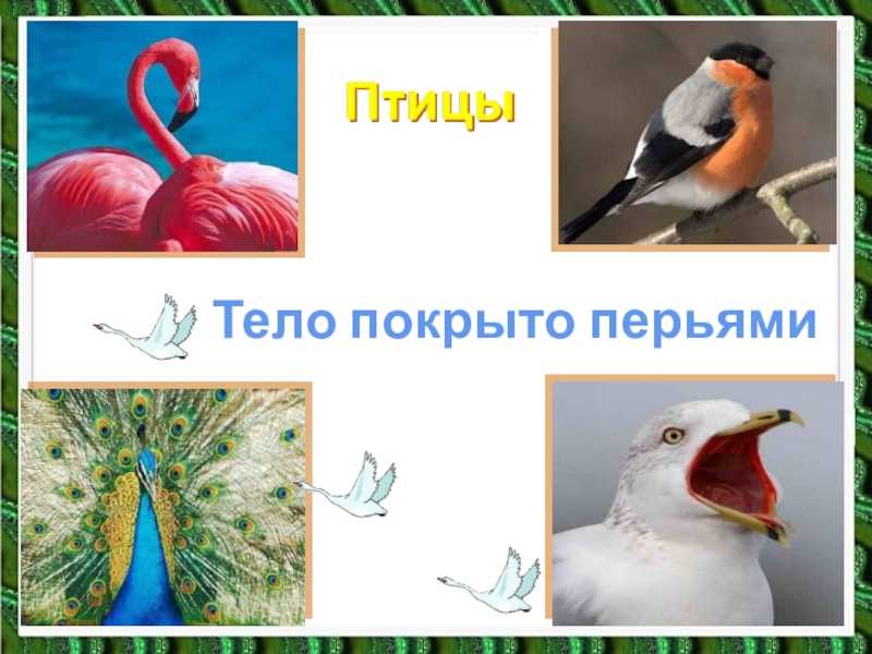 Сказка про лягушку квака, которая делала все наперекосяк