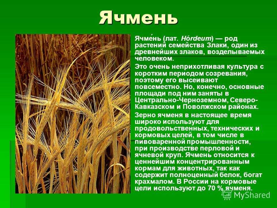 Русские народные сказки. народное фольклор творчество.