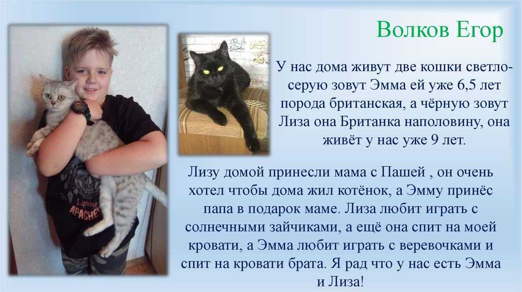Какие мягкие! топ-5 самых пушистых животных на земле