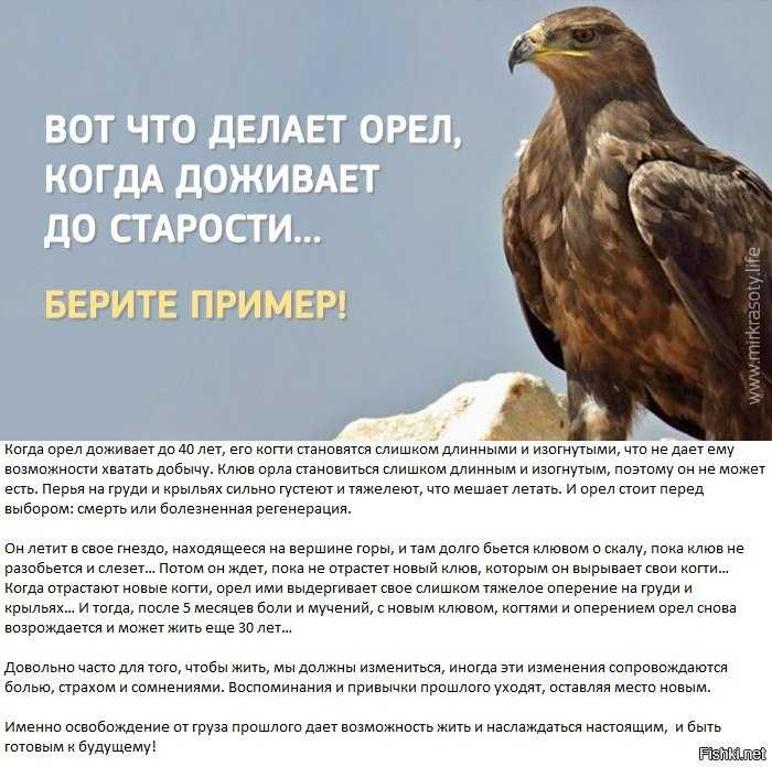 Птица орел. образ жизни и среда обитания орла | животный мир
