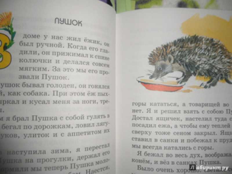 Воришка — рассказ георгия скребицкого