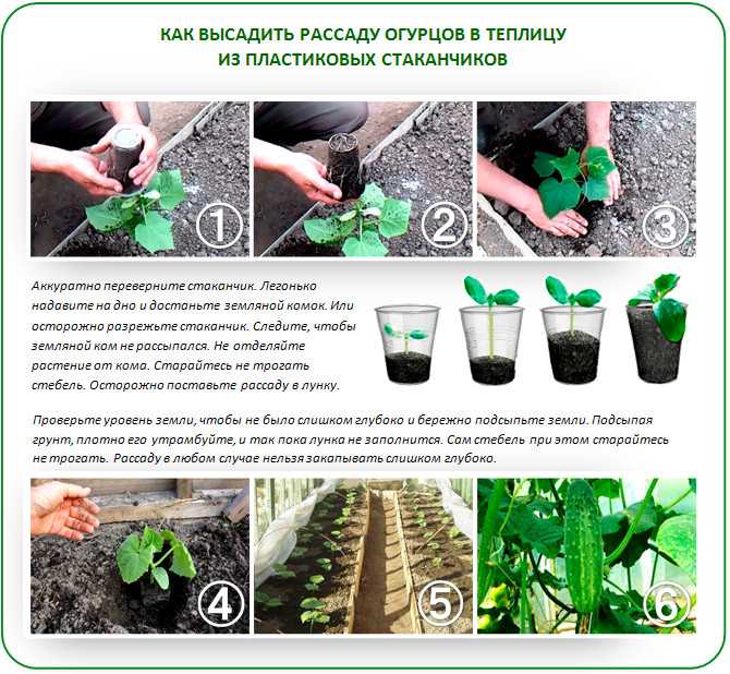Н.носов сборник рассказов "фантазёры" читать или слушать онлайн. видео #