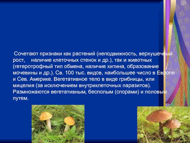 Рассказ о том как животные помогают