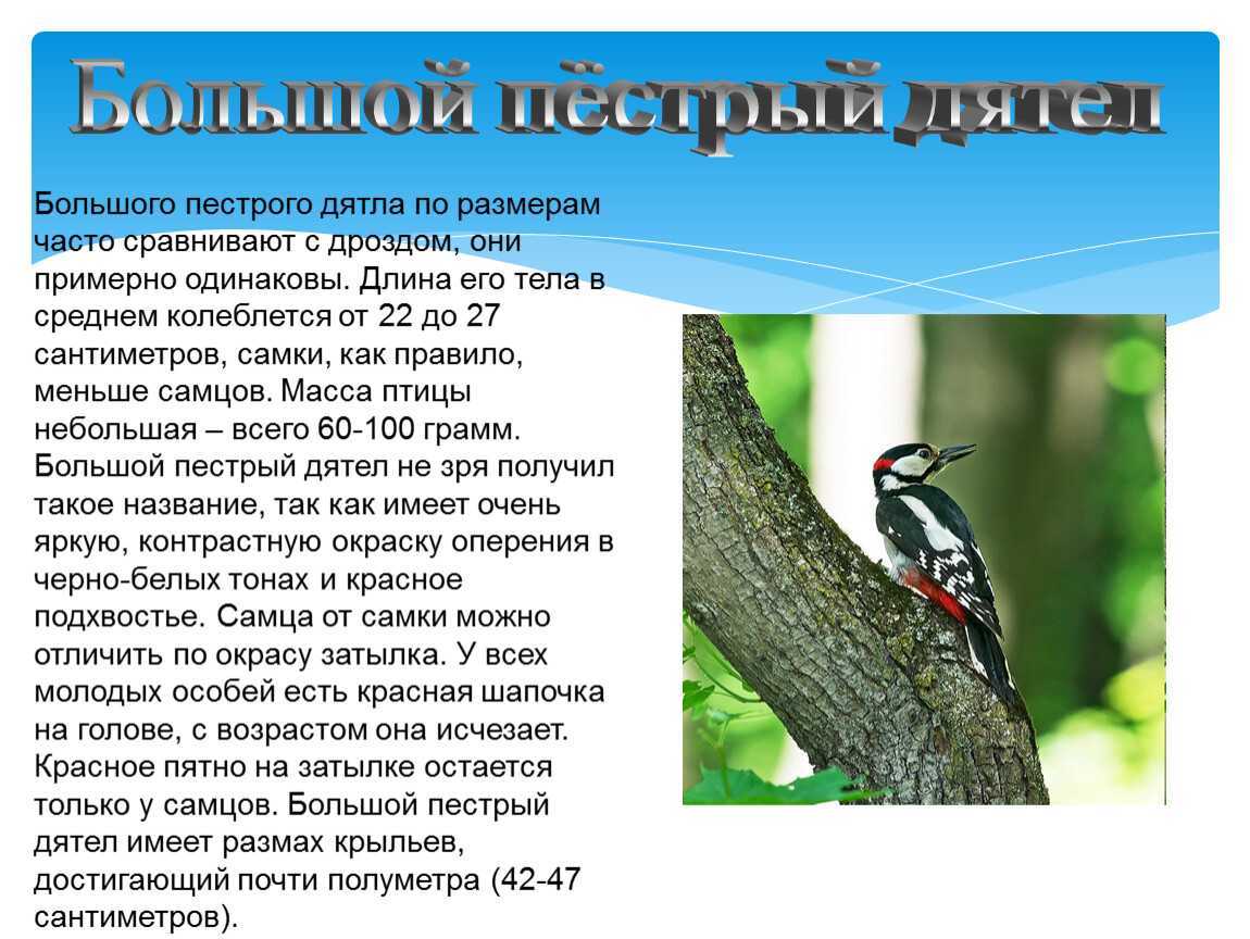 Дятел птица. особенности и среда обитания дятла