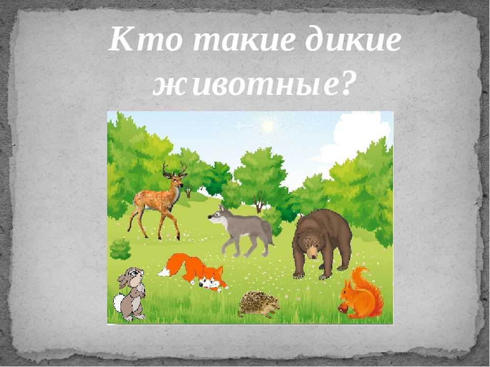 Барсучья кладовая — сказка а. баркова