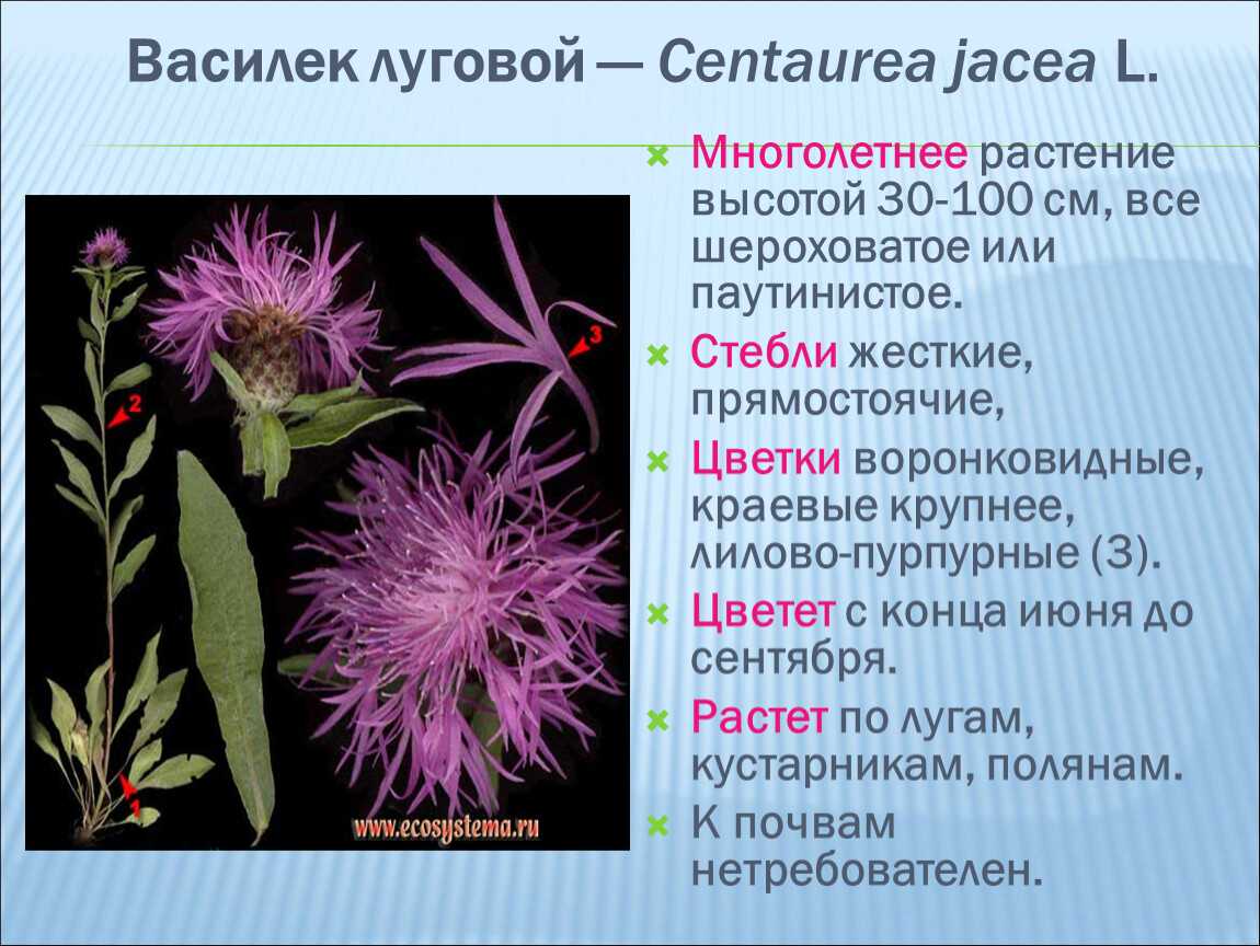 Интересные факты о васильке. василек синий: описание, полезные и вредные свойства, фото легенда про василек