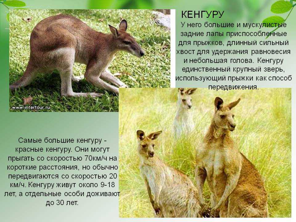 Кенгуру животное. описание, особенности, виды, образ жизни и среда обитания кенгуру | живность.ру