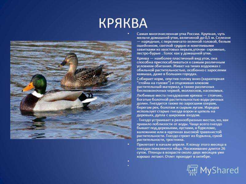 Утка кряква перелетная птица или нет? удивительная утка кряква и ее образ жизни