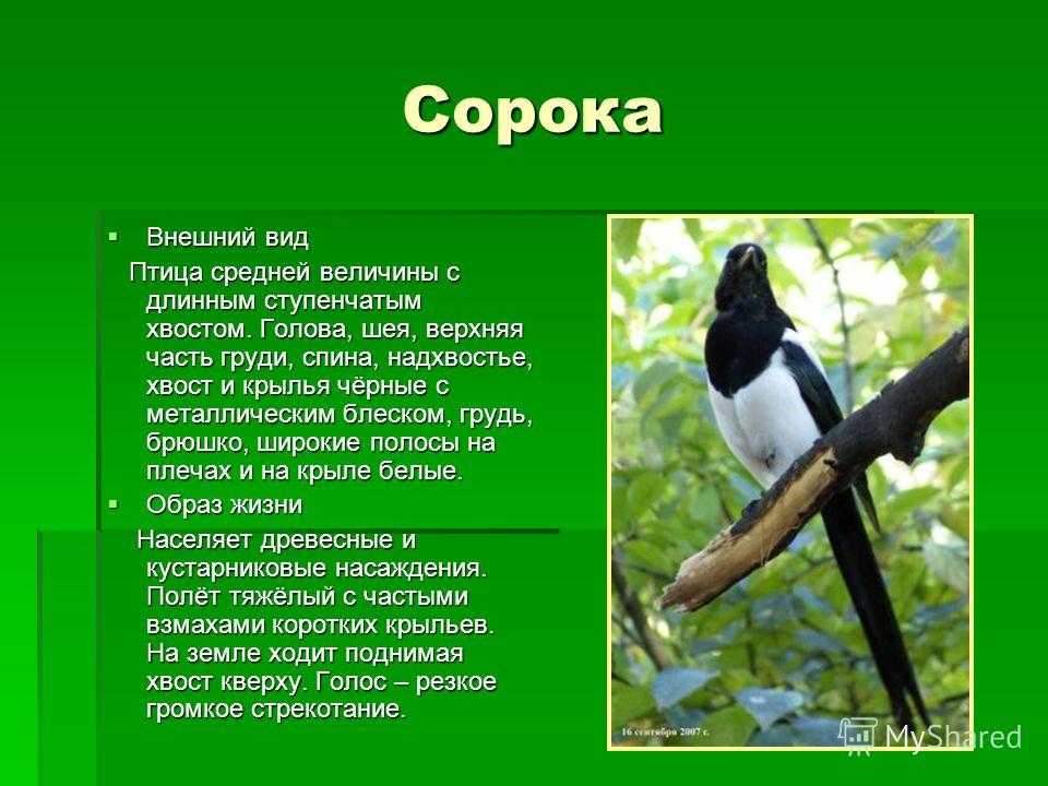 Сорока прилетела во двор: что означает эта примета? толкование предзнаменований