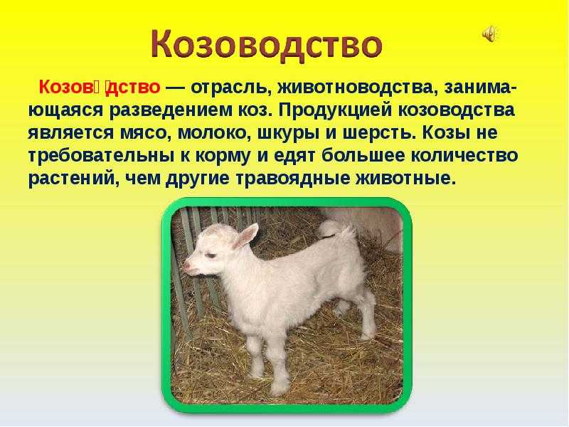 . на тему животноводство и сельское хозяйство презентация, доклад, проект