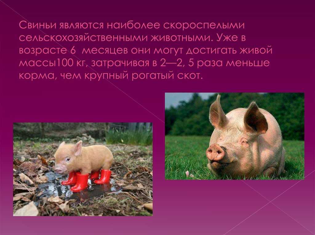 Свинья окружающий мир 3 класс. Информация о свинье. Свиноводство представители. Сообщение о свинье. Свинья для презентации.