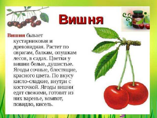 Причти и сказки про вишни. вишенка - детская сказка сказка про вишневое дерево