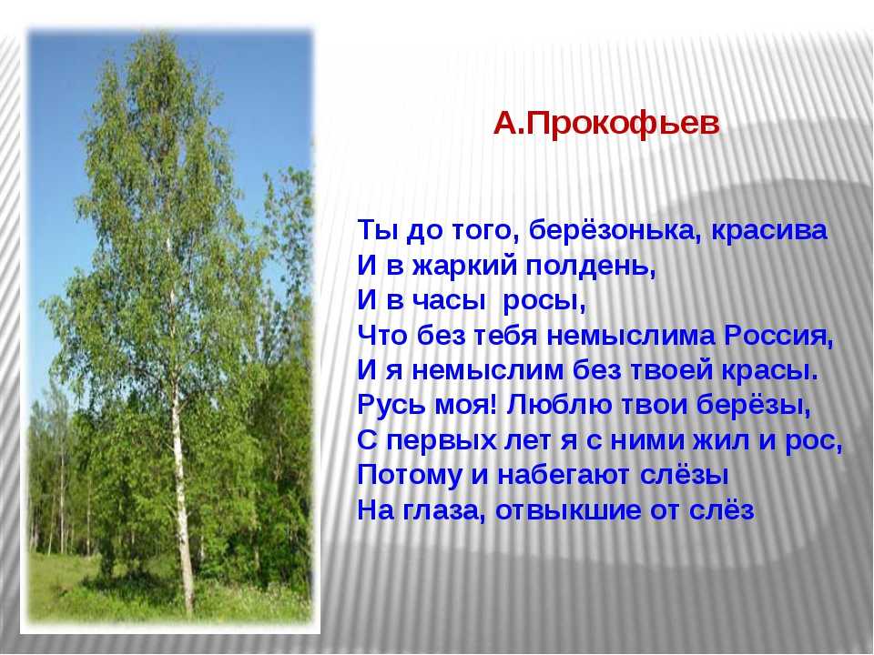 Тема мое любимое дерево. Описание березы. Береза символ России. Интересные факты о Березе. О берёзе кратко.