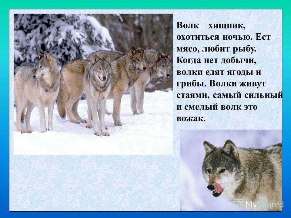 Девочку спасли дикие волки: история, причины, поведение
