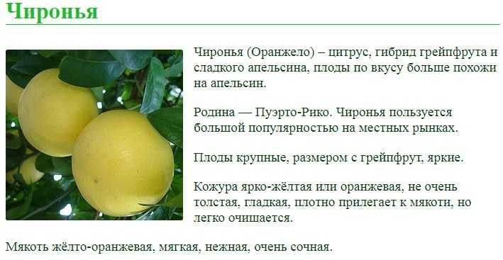 Апельсин – описание, виды и сорта, как растут, гибриды, фото