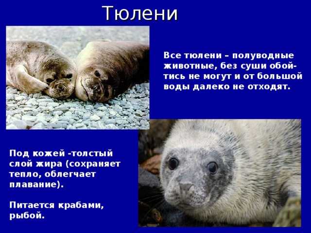 Занятие-беседа «тюлени. морские обитатели». воспитателям детских садов, школьным учителям и педагогам - маам.ру