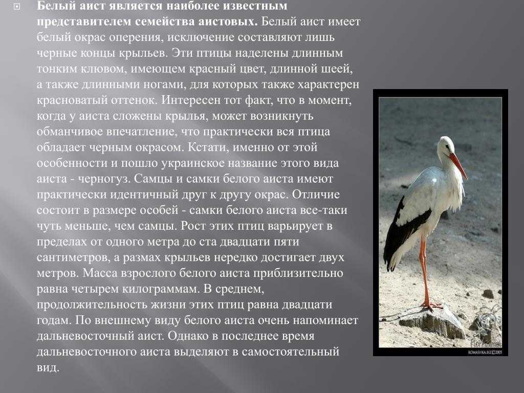 Черный аист рассказ для детей