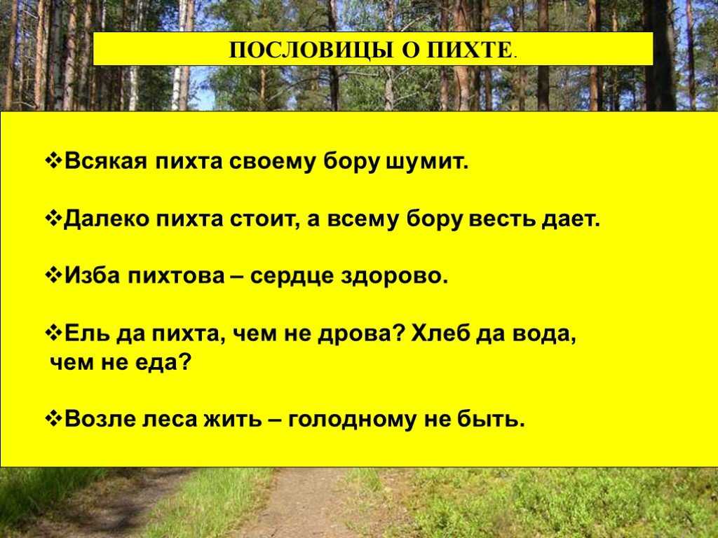 Прогулка по сосновому лесу.. обсуждение на liveinternet