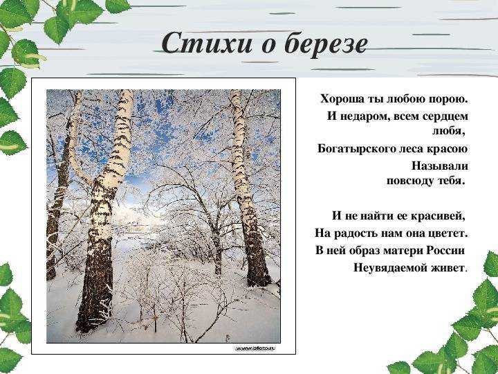 Наверно, ни об одном дереве не сложено столько красивых строк, как о берёзе Берёза – муза поэтов О ней много написано и в стихах и в прозе Русская