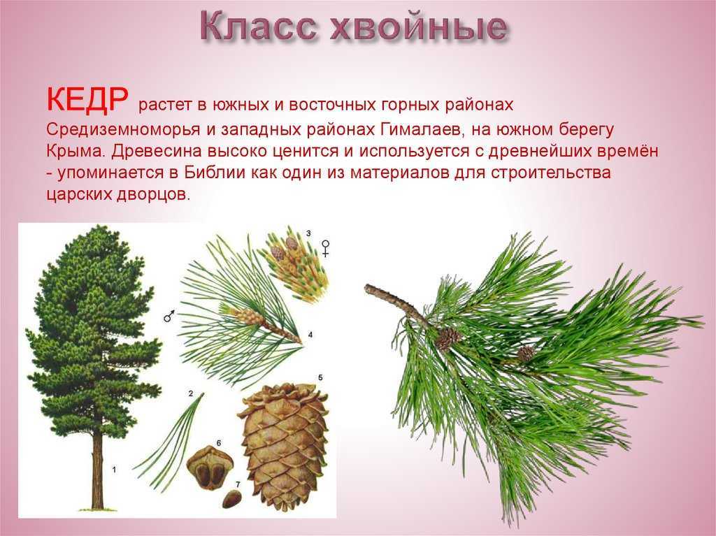 Презентация по окружающему миру хвойные деревья  доклад, проект