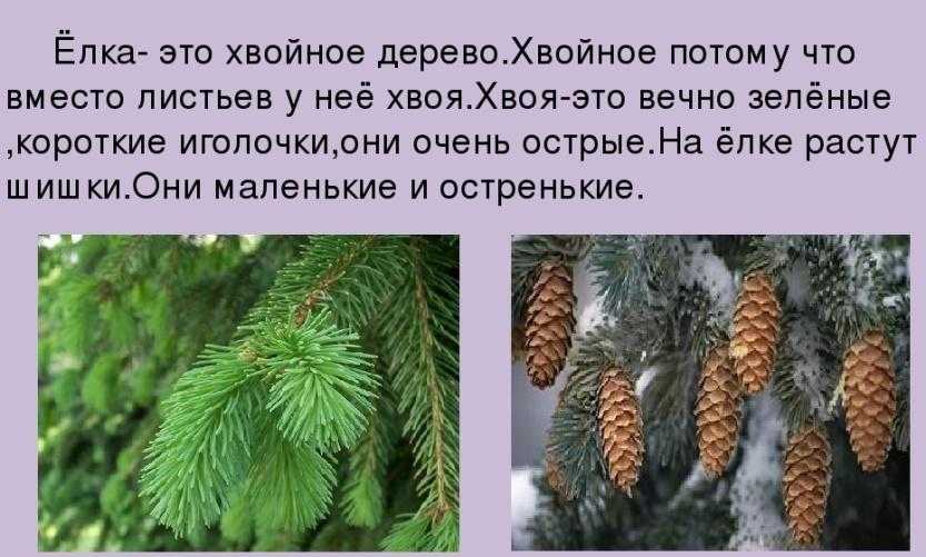 Проект "моя родословная" 2 класс окружающий мир  | обучонок