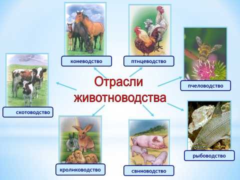 Животноводство в россии