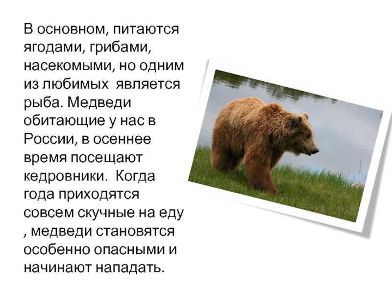 Три медведя