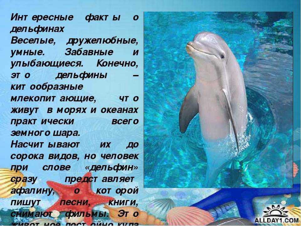 Мультфильм приключения пингвиненка лоло. сказка "пингвины" учебно-методический материал по окружающему миру на тему сказки про пингвинов короткие придуманные детьми