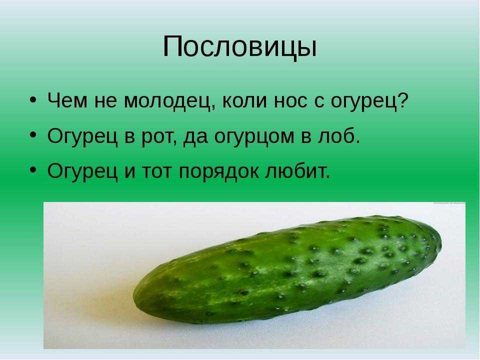 Растут на грядке зелёные ребятки. загадки про огурец для детей