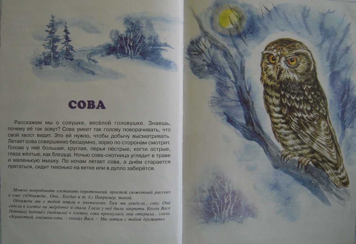 Сова - читать сказку онлайн