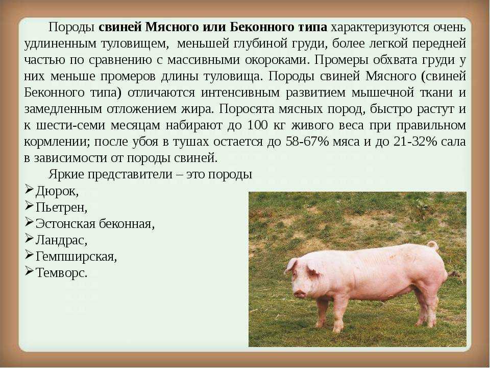 Новый взгляд на происхождение человека: теория свиногенеза