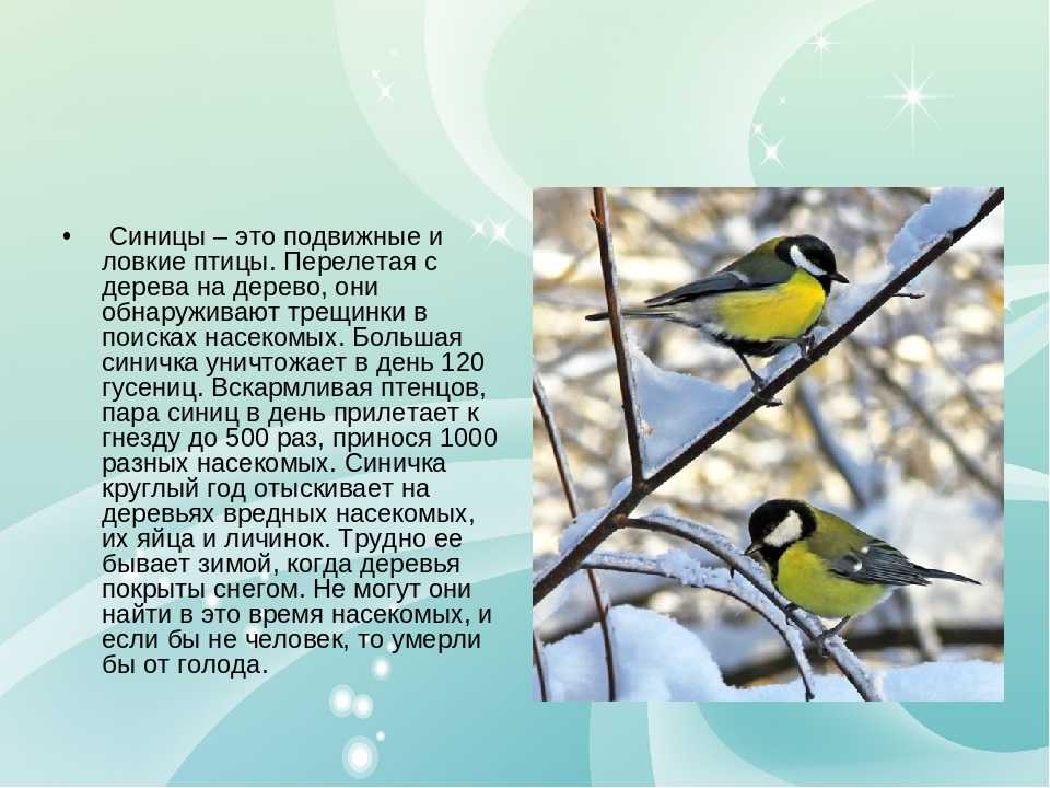 Урок чтения "птица-синица" по в. хомченко - педагогическая академия современного образования