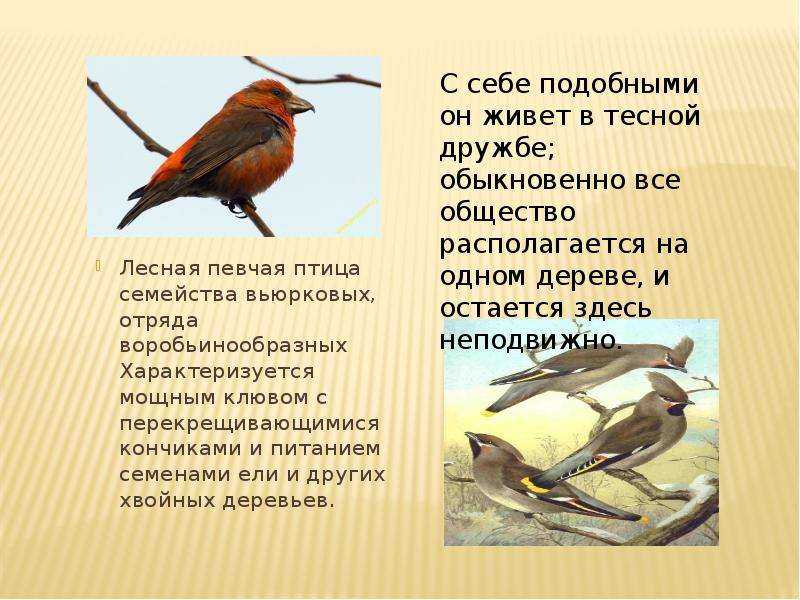 Конспект занятия в старшей группе по теме «зимующие птицы». воспитателям детских садов, школьным учителям и педагогам - маам.ру