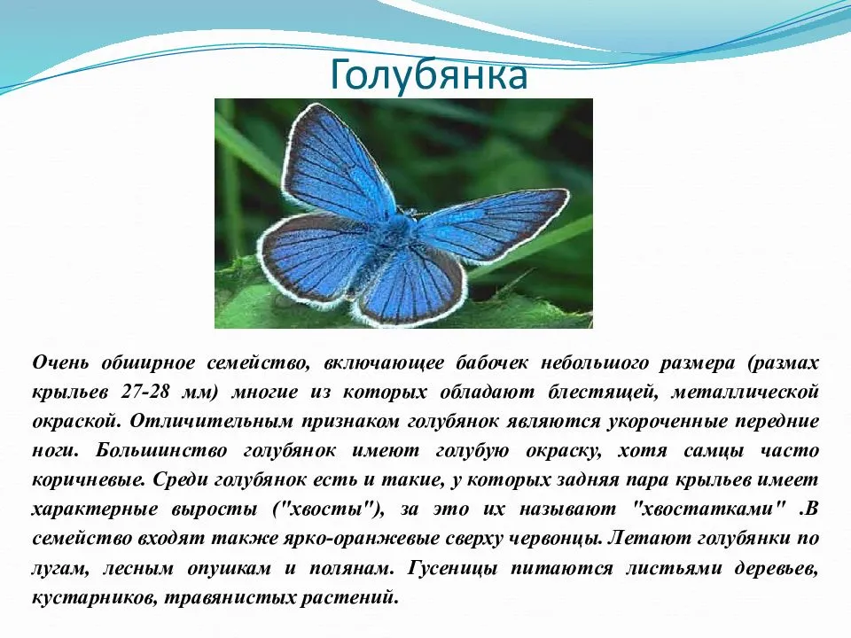 Доклад сообщение бабочки