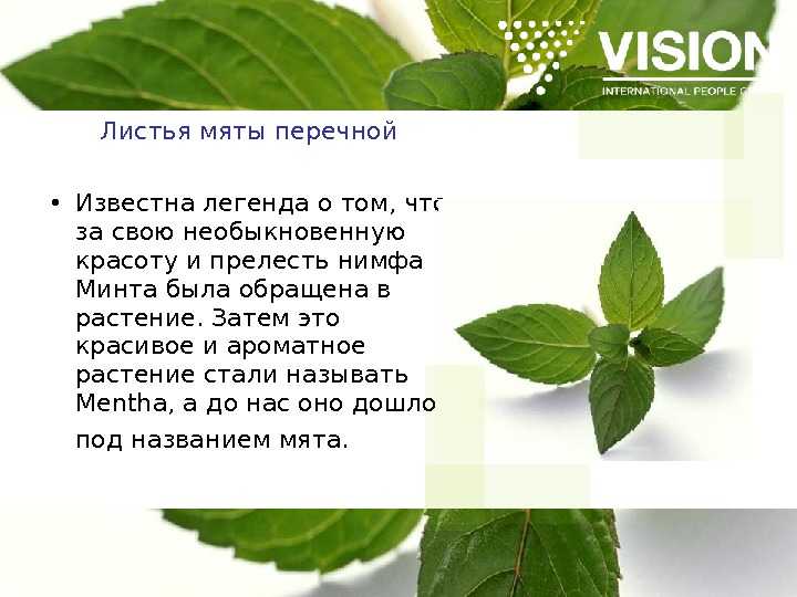 Загадки про мяту для детей