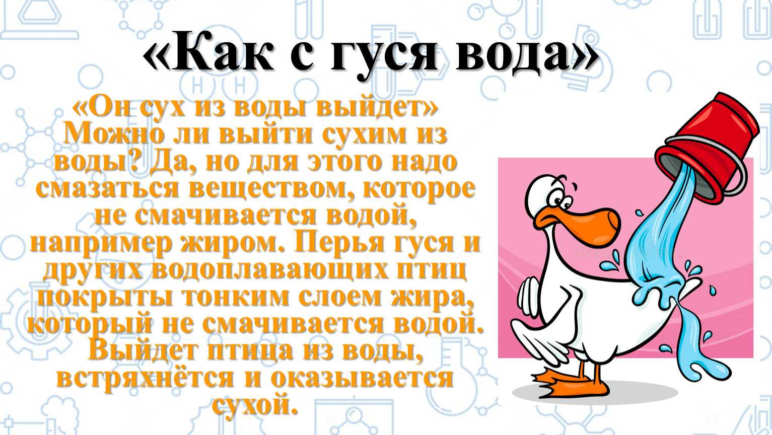 «гусь свинье не товарищ» - значение пословицы