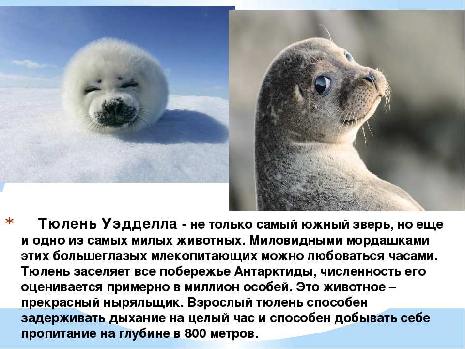 Сообщение о тюлене - как выглядит и где живет, виды, питание