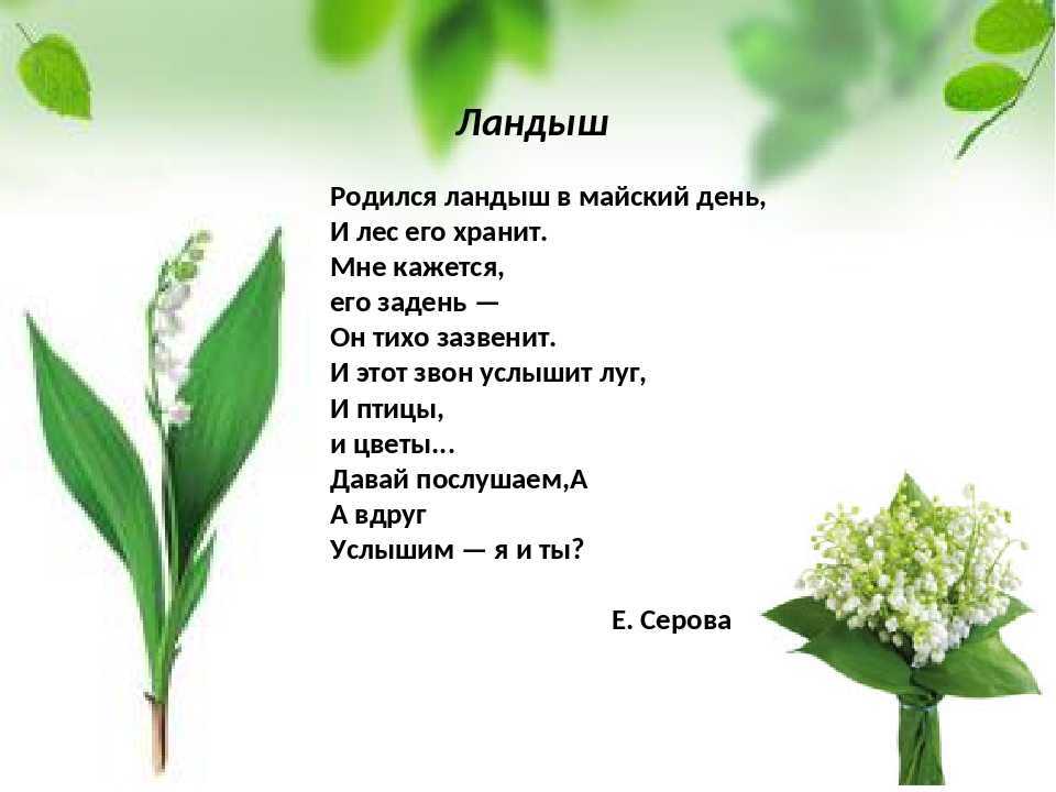 Загадки про деревья и кустарники