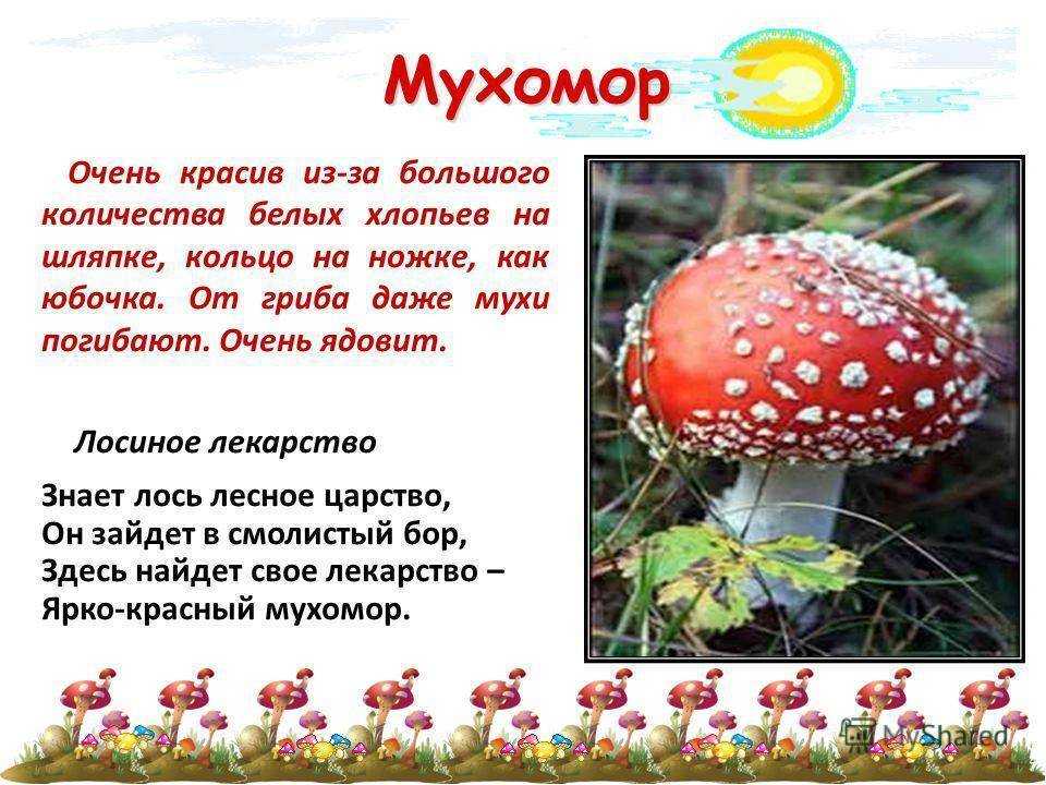 Ассоциативный тест: прогулка по лесу | академия управления и влияния