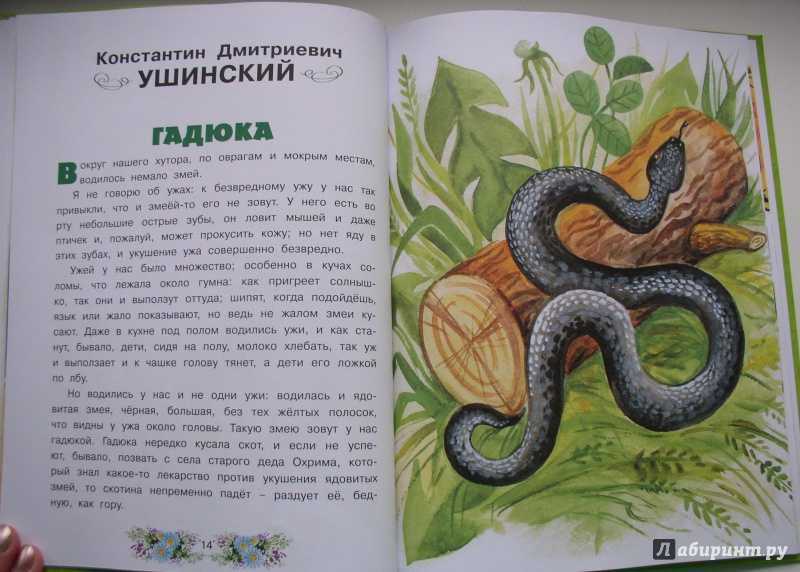 Сотник «гадюка»