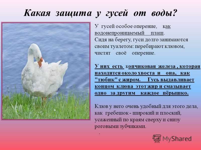 Русские народные сказки, детские рассказы, сказки мира, стихотворения, загадки!