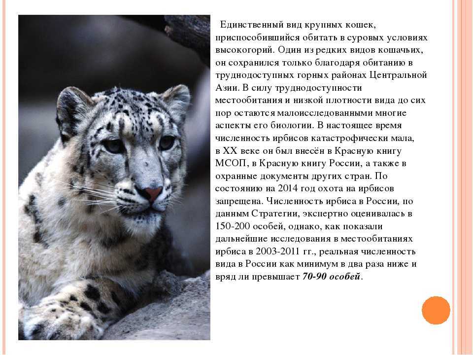 Конспект нод «путешествие по страницам красной книги. снежный барс» для старшей группы. воспитателям детских садов, школьным учителям и педагогам - маам.ру