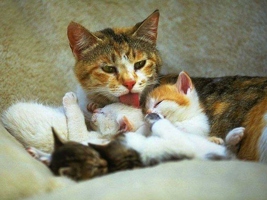 7 самых любопытных фактов о взаимоотношениях человека и кошки