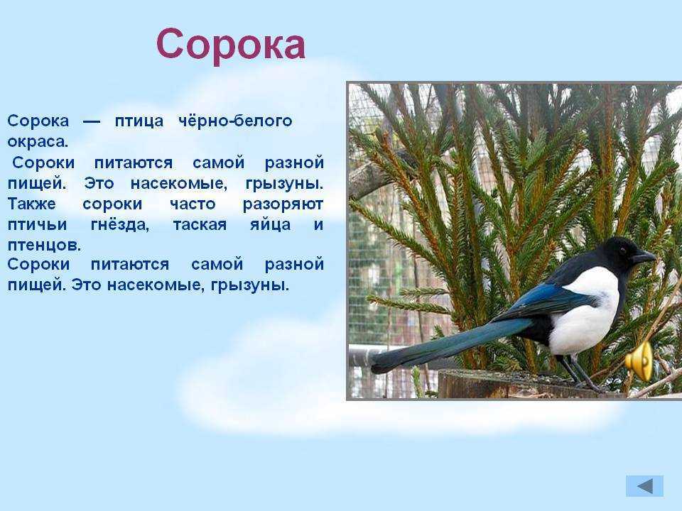 К чему каркает сорока на дереве. приметы про сороку