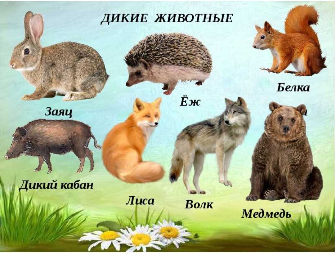 Самые красивые представители семейства куньих (топ-17)