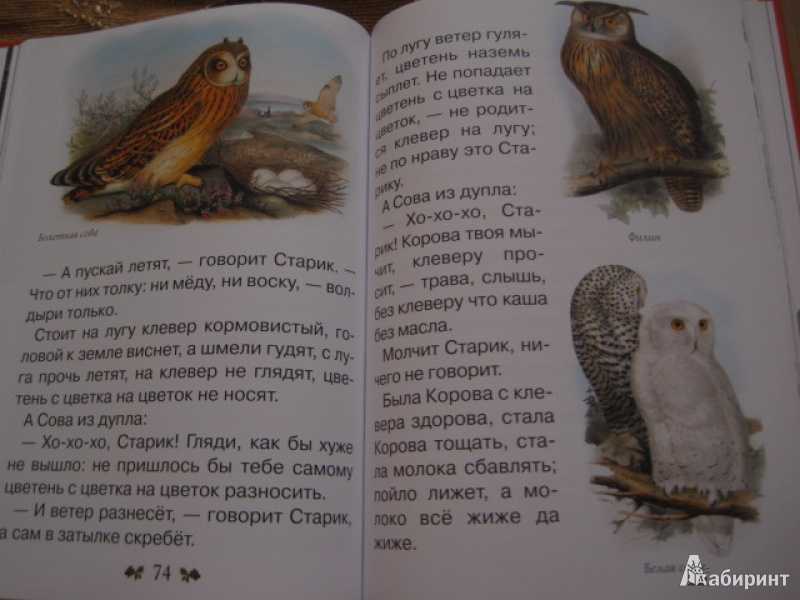 Виталий бианки ★ сова читать книгу онлайн бесплатно